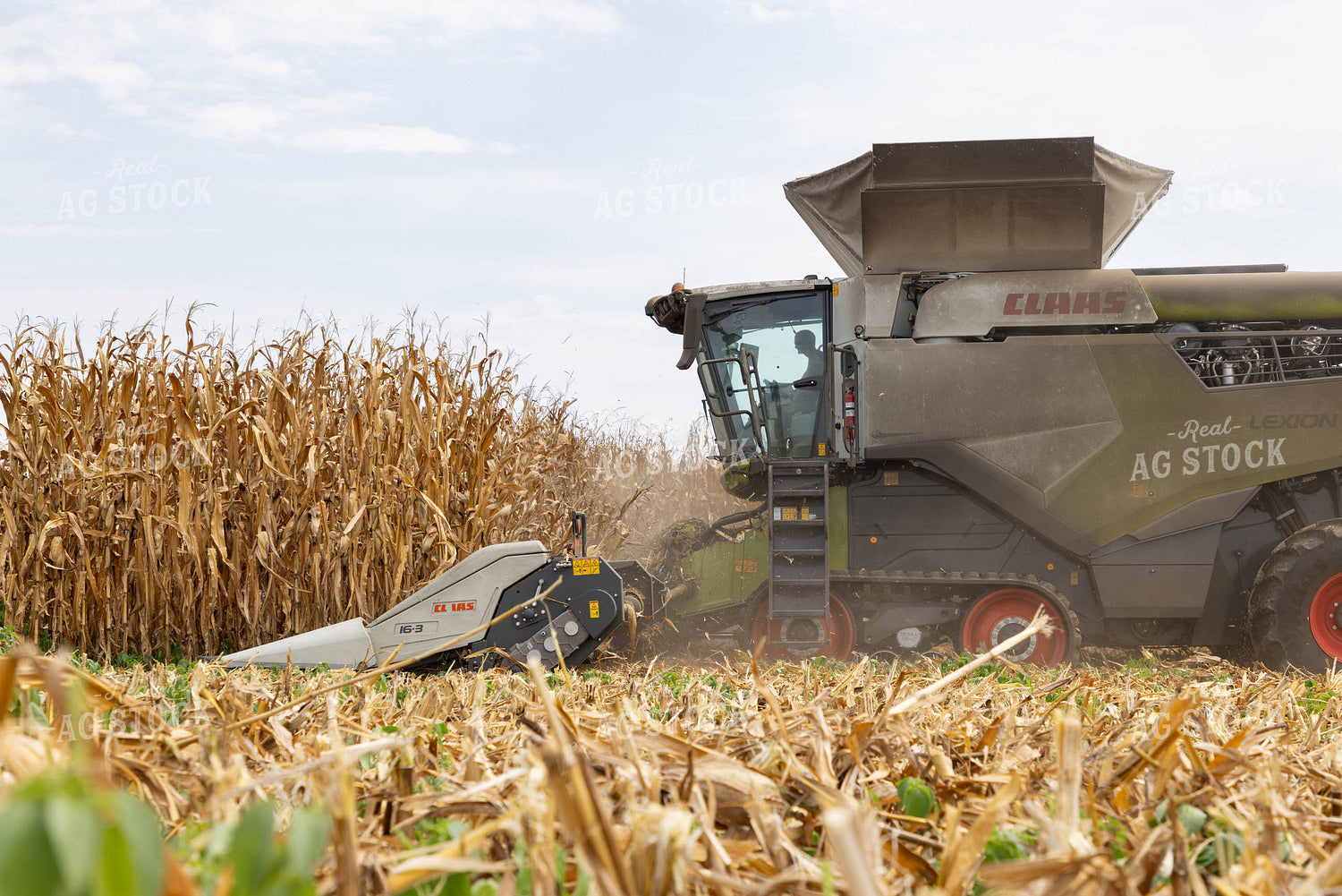Corn Harvest 79716