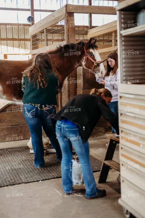 Veterinarian Completing X-Ray on Clydesdale Horse 281066
