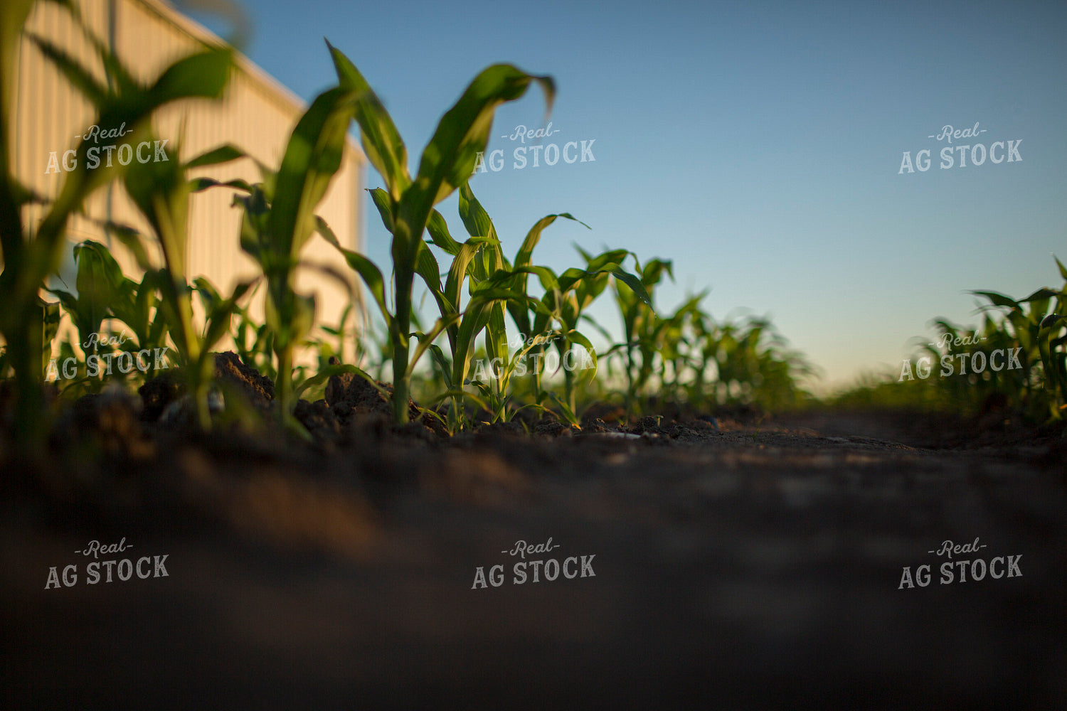 Corn - Early Growth 1096