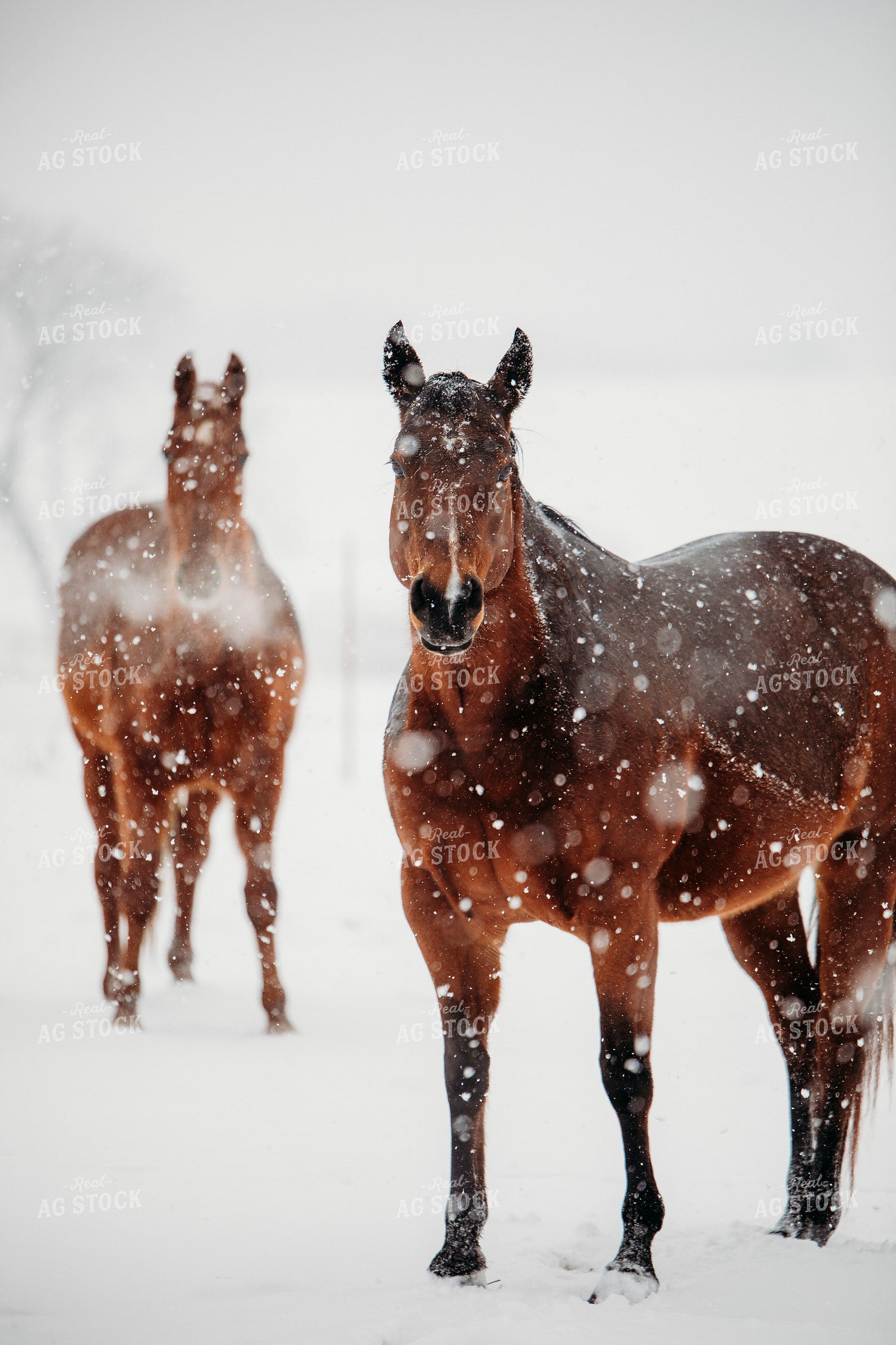 Horse in Snow 203077
