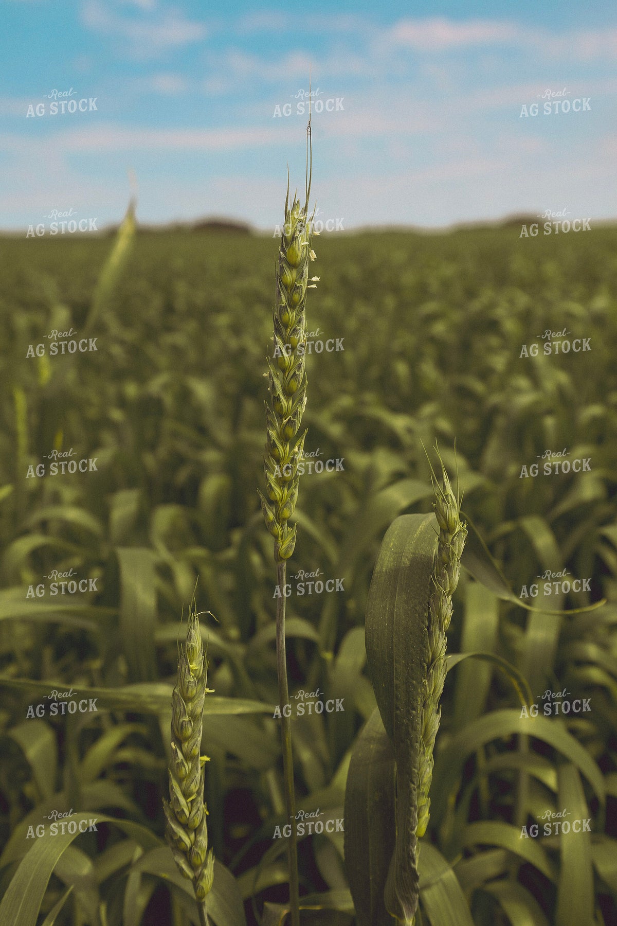 Wheat Field 187369
