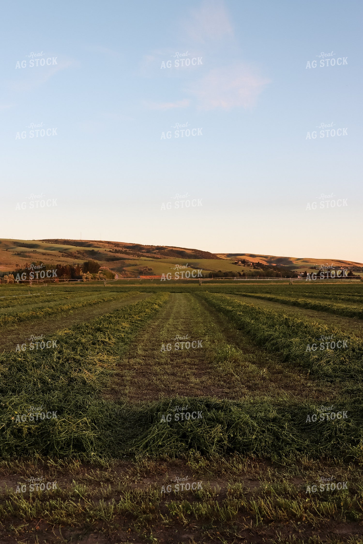 Windrowed Hay 83019
