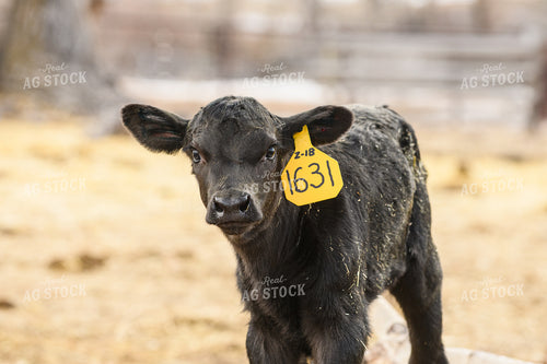 Angus Calf  51058
