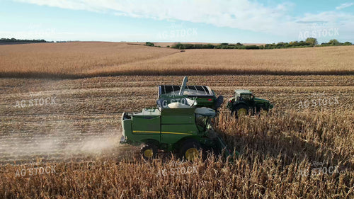 Harvesting White Corn 65553