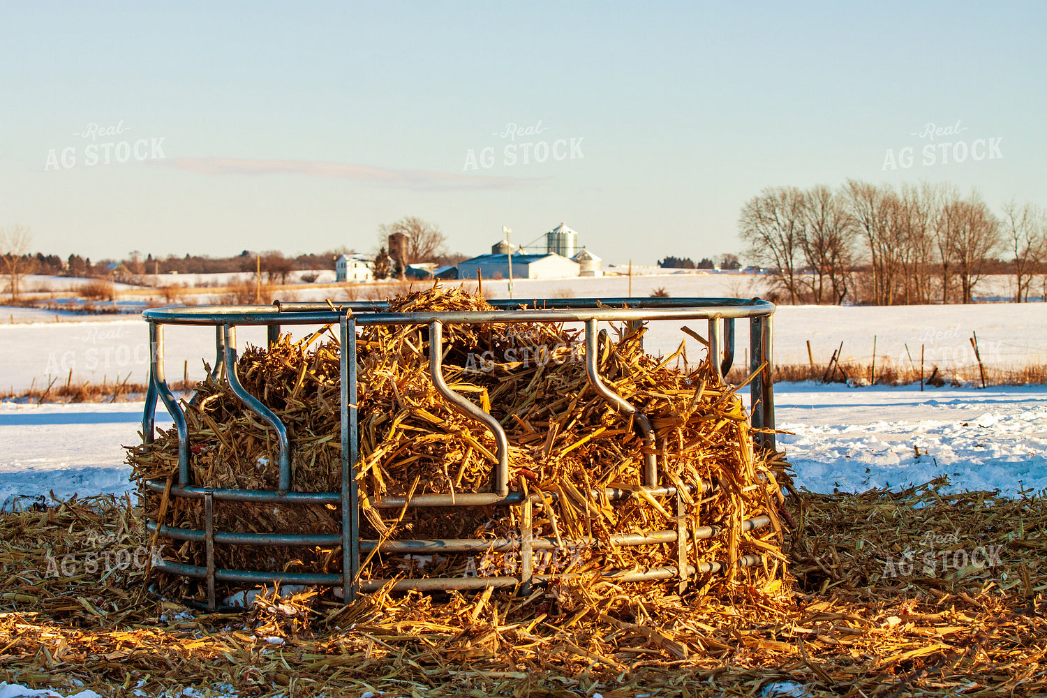 Corn Stalk Bale 150026