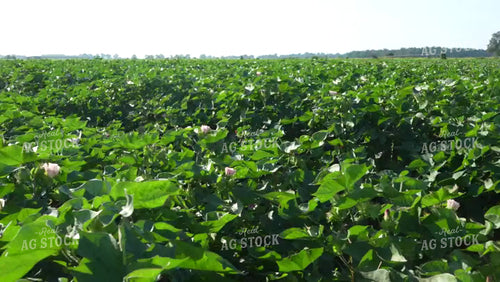 Cotton Field with Flowers in Bloom 80058