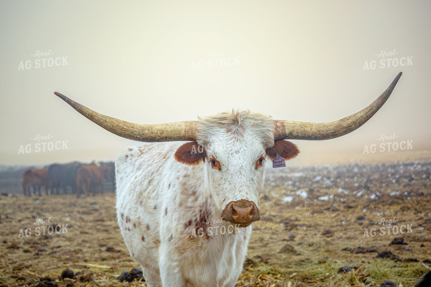 Longhorn Cow 155347