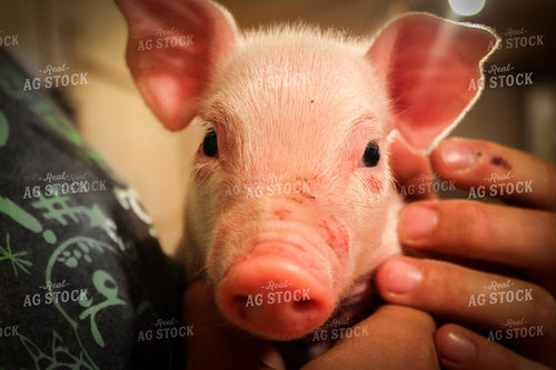 Person Holding Piglet 101003