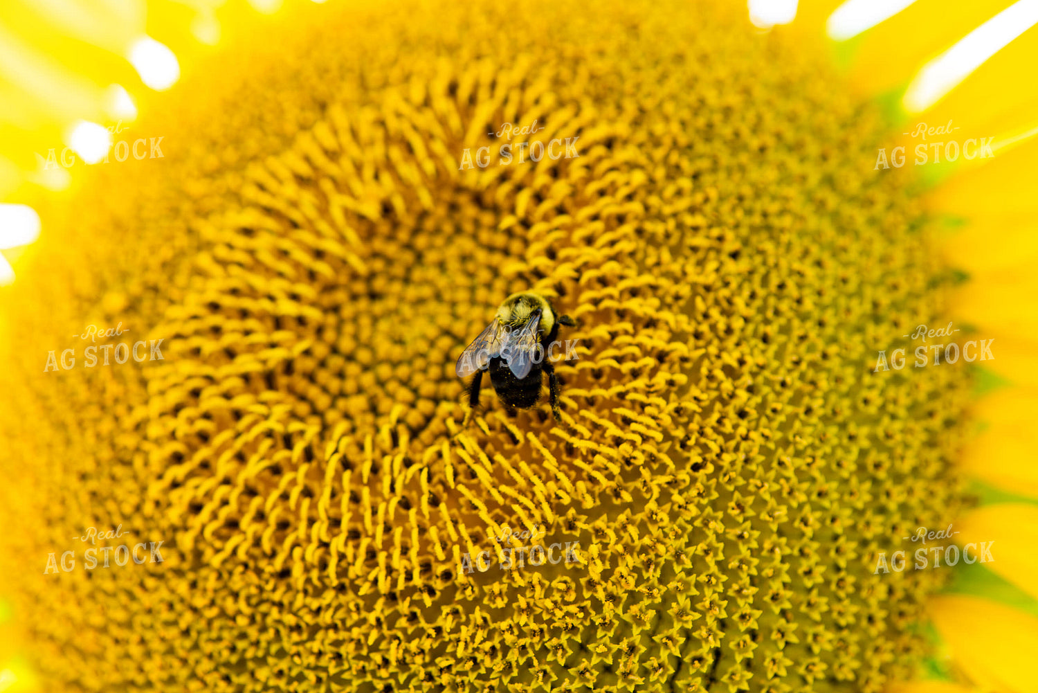 Bee on Sunflower 136082