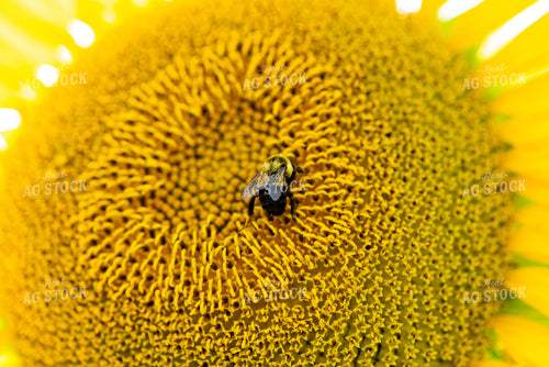 Bee on Sunflower 136082