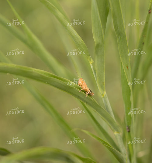 Grasshopper 143021