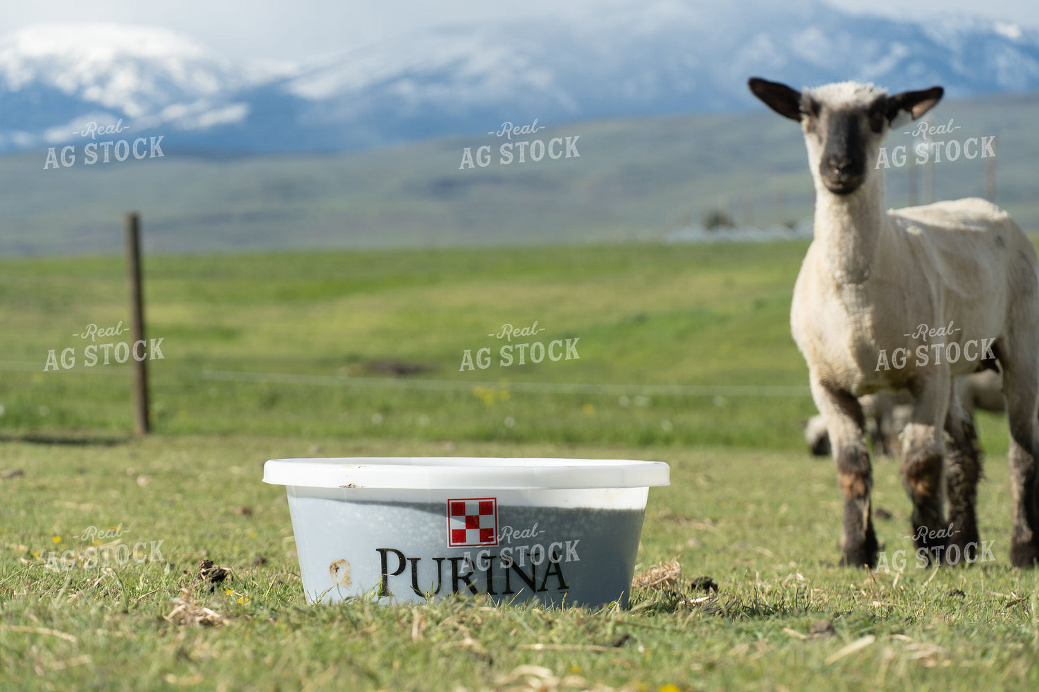 Sheep on Pasture with Mineral Tub 65650