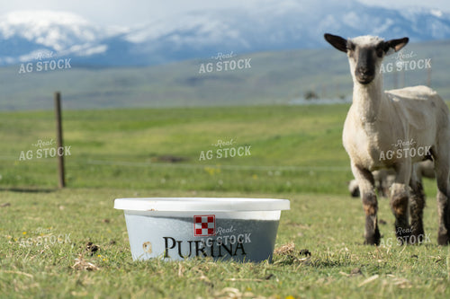 Sheep on Pasture with Mineral Tub 65650