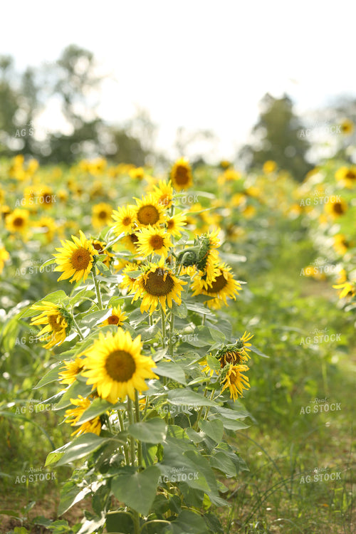 Sunflower Field 127032