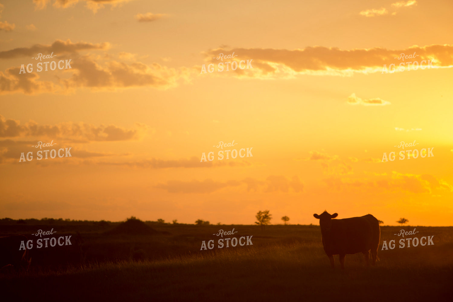 Cattle 1695