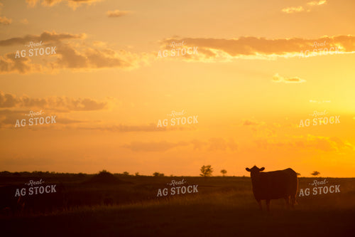 Cattle 1695