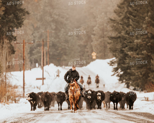 Rancher Herding Cattle 66084