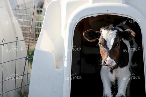Holstein Calf in Hutch 182005