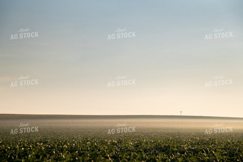 Foggy Sunrise over Soybean Field 25027