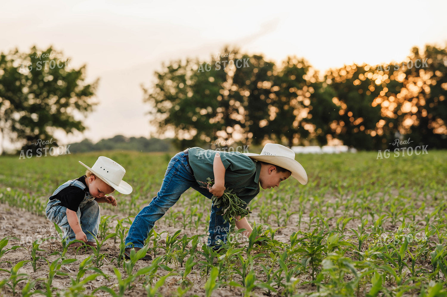 Farm Kids in Cornfield 115307
