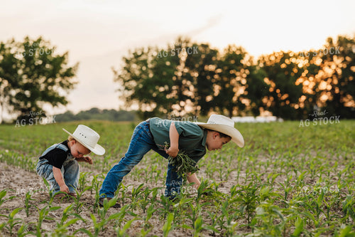Farm Kids in Cornfield 115307
