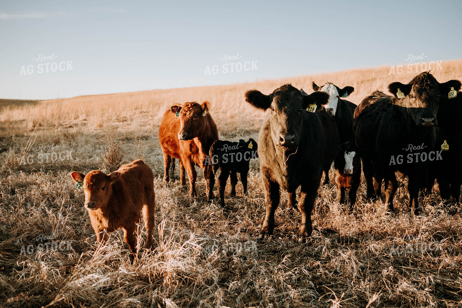 Cow-Calf in Pasture 77222