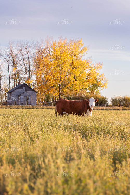 Hereford Cattle on Pasture 81161