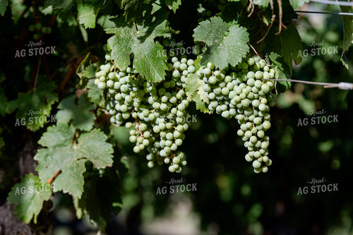 Vineyard Grape Production 107073