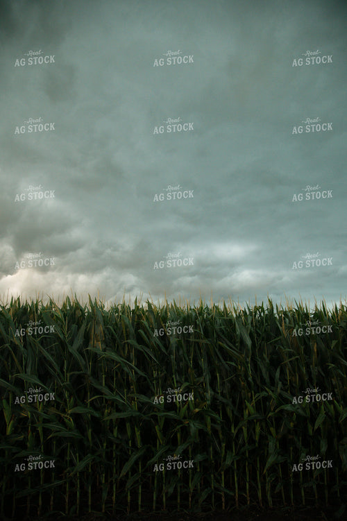 Corn Field 25976