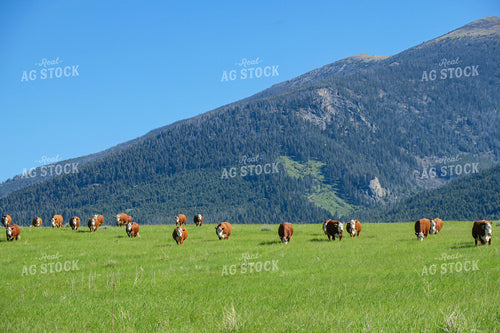 Hereford Cattle in Pasture 81087
