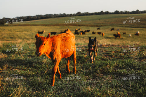 Farm Dog Herding Calves 203023