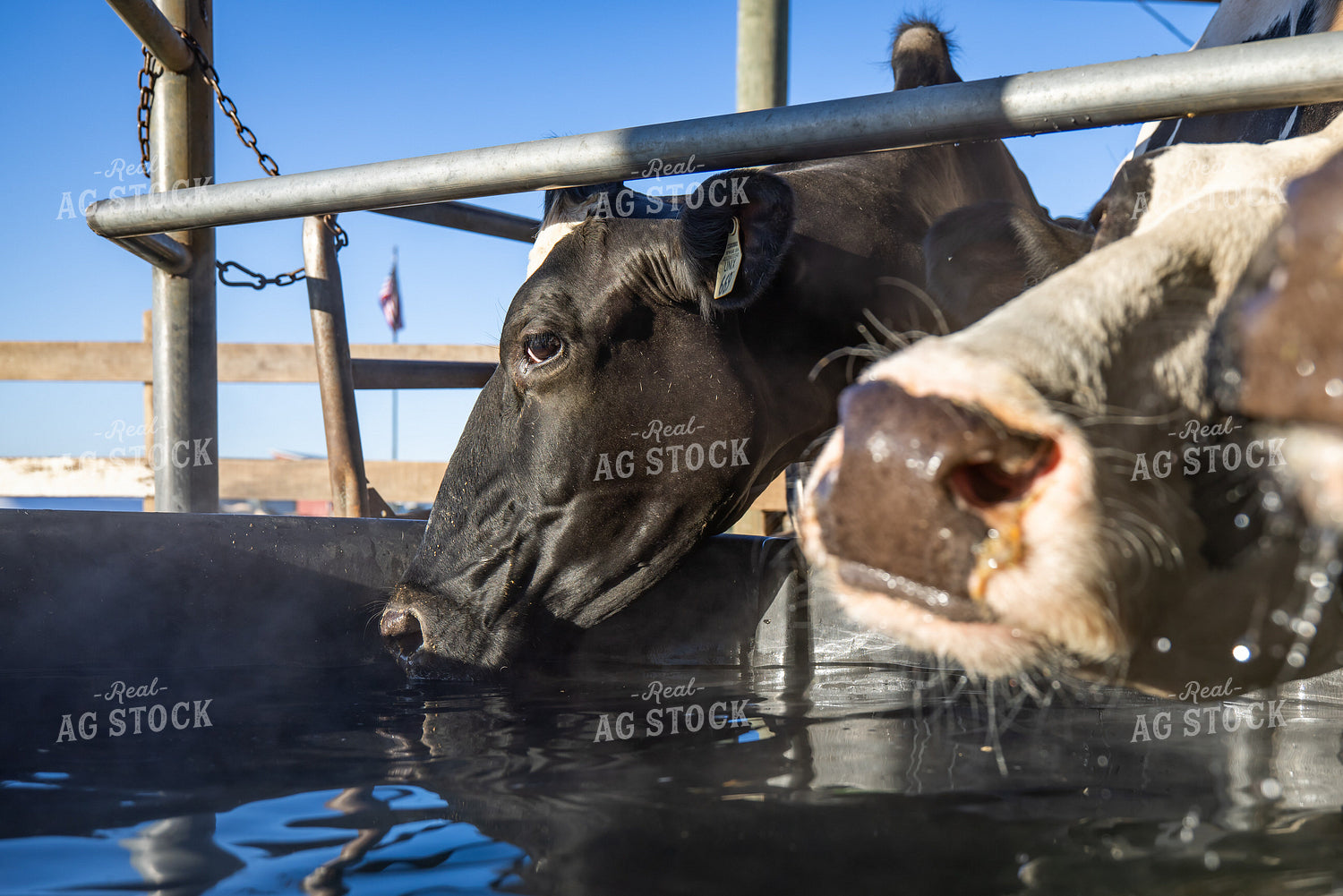 Holstein Cattle Drinking from Water Trough 270515