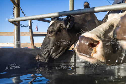 Holstein Cattle Drinking from Water Trough 270515