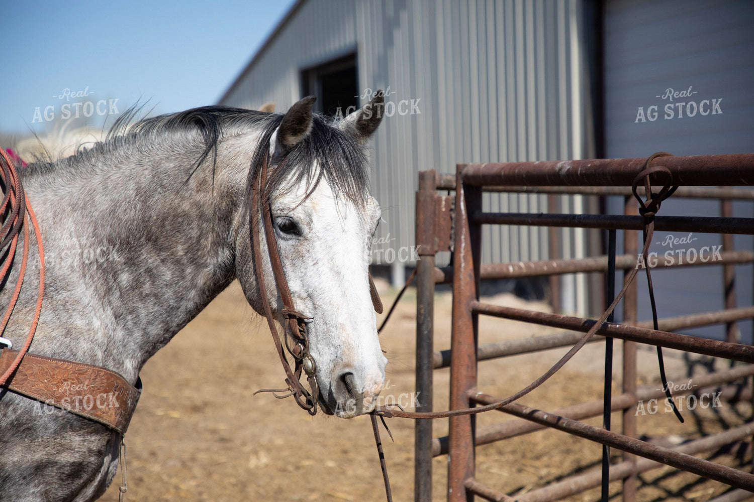Horse 117263
