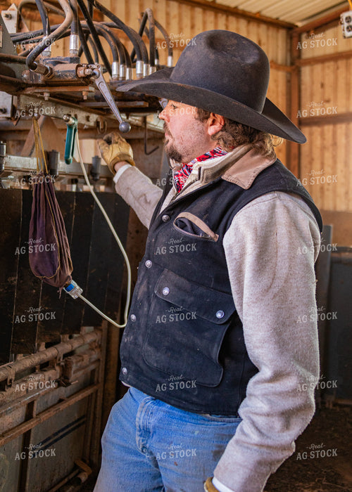 Rancher Working Cattle 231034