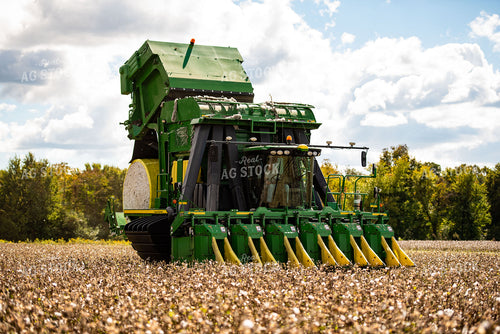 Cotton Harvest 136135