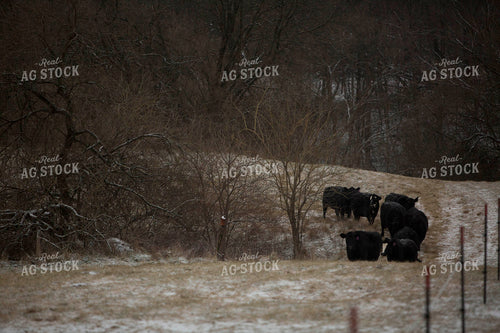 Cattle 1625