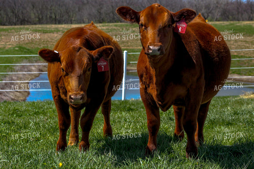 Angus on Pasture 217001