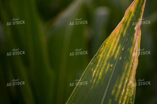 Corn with Chemical Damage 191209