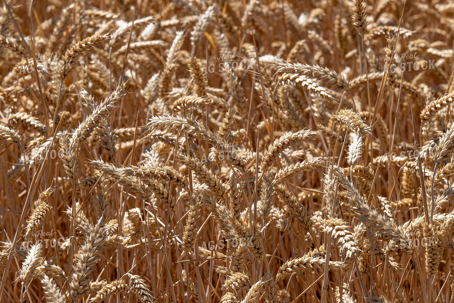Wheat Field 188023