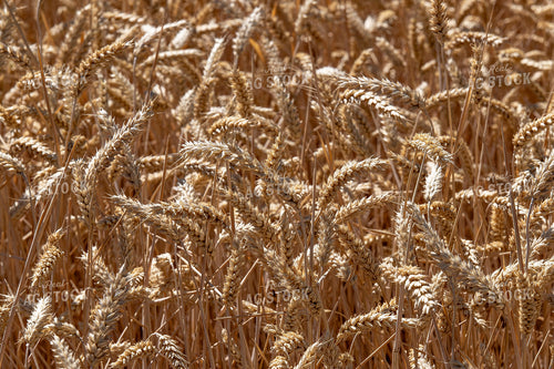Wheat Field 188023