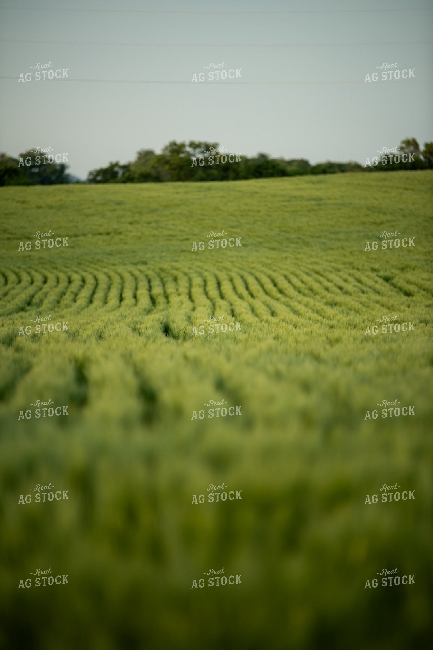 Barley Field 76605