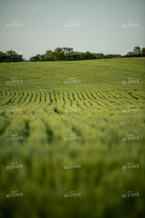 Barley Field 76605