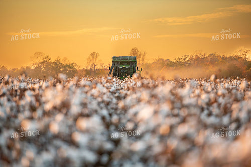 Cotton Harvest 136162