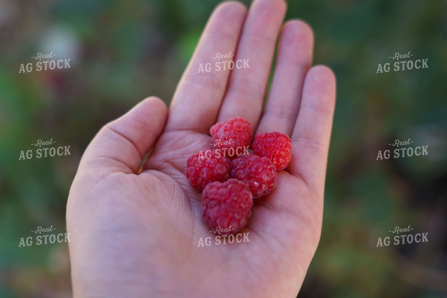 Raspberries 235005
