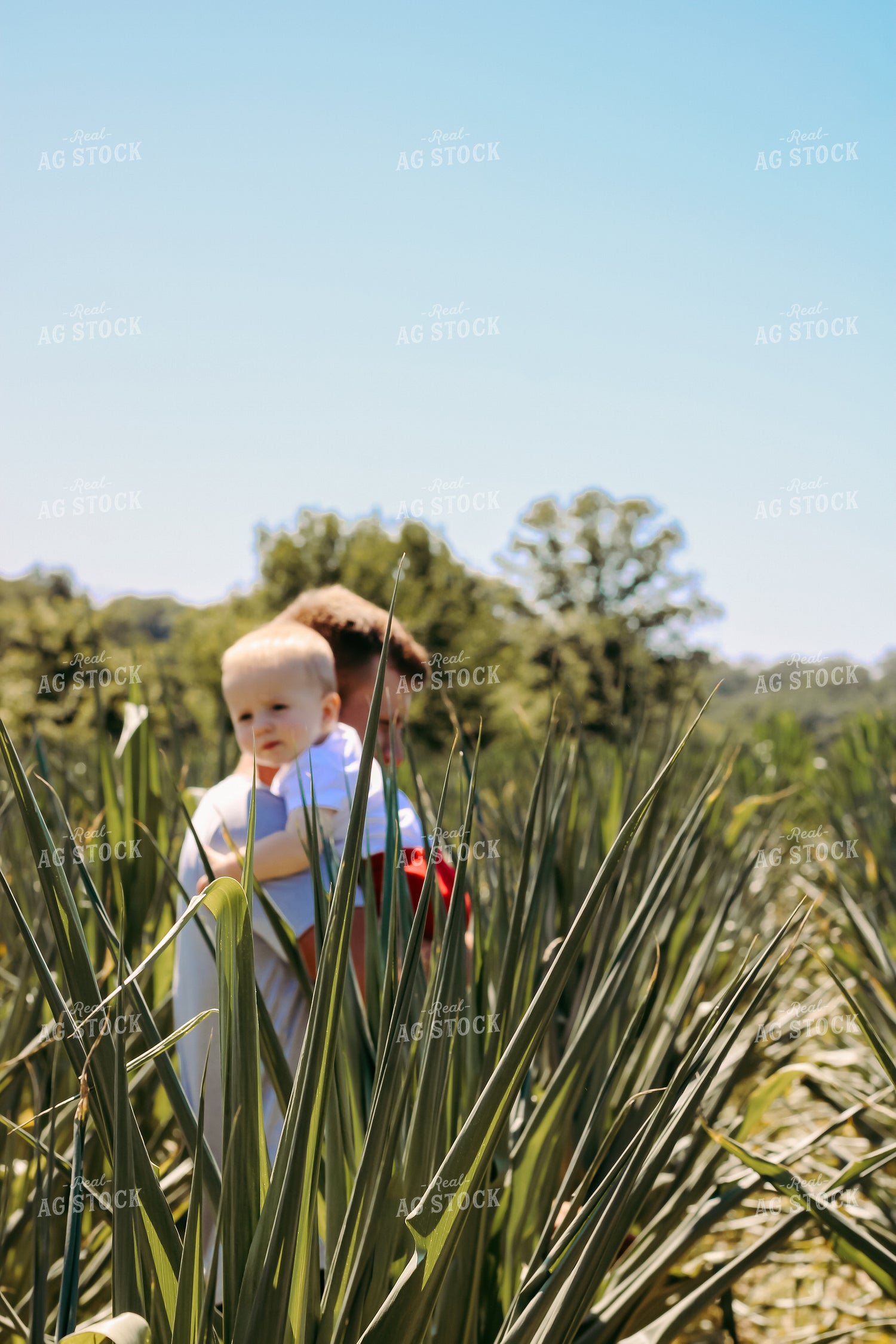 Farmer in Corn Field with Curled Leaves 101057