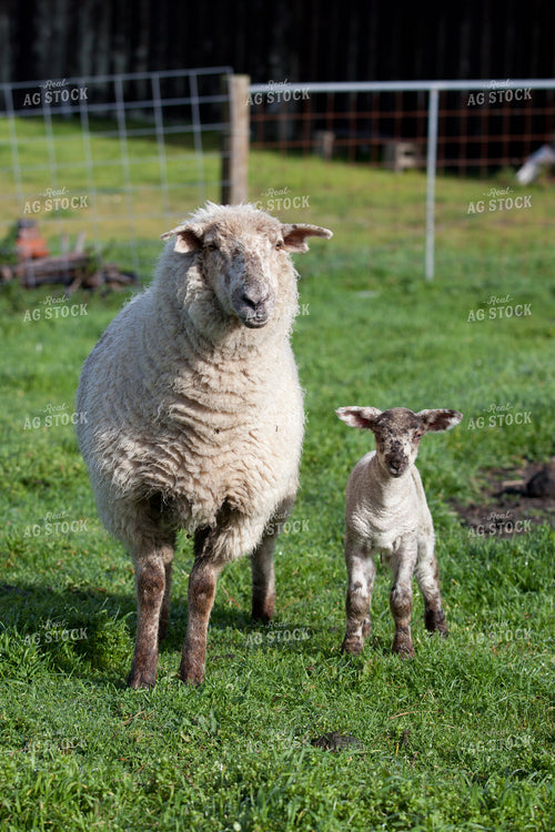 Ewe and Lamb 181007