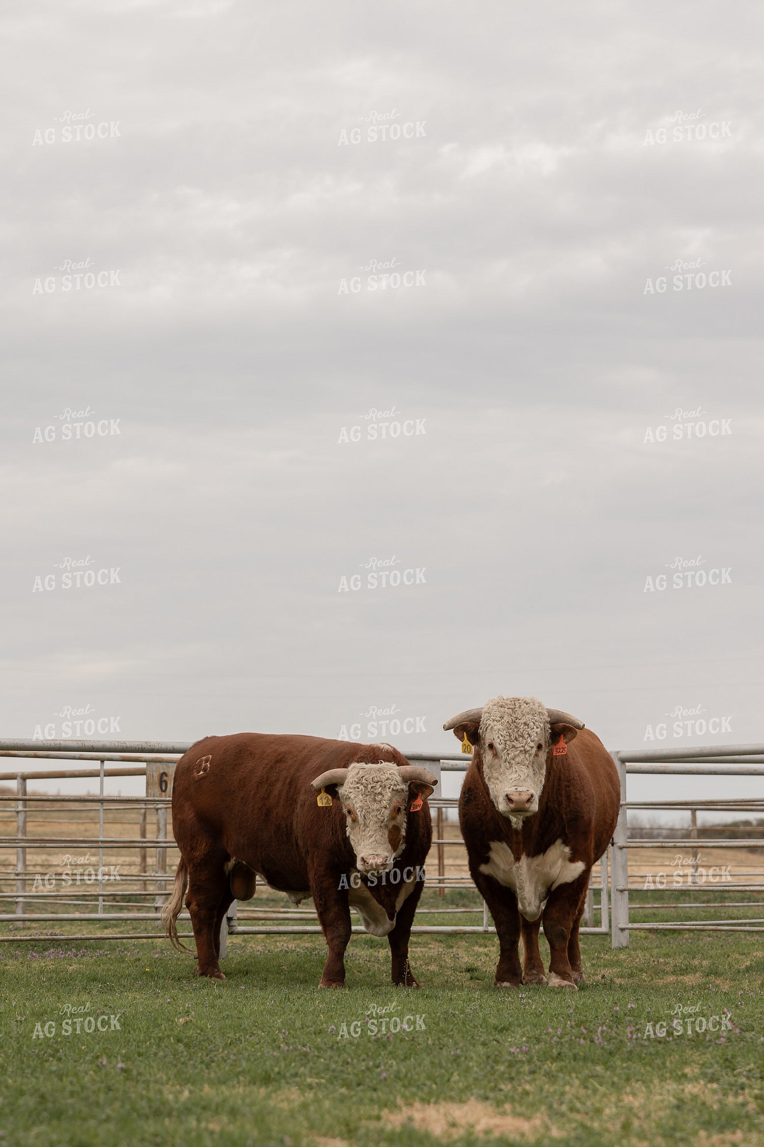 Hereford Bulls 205121