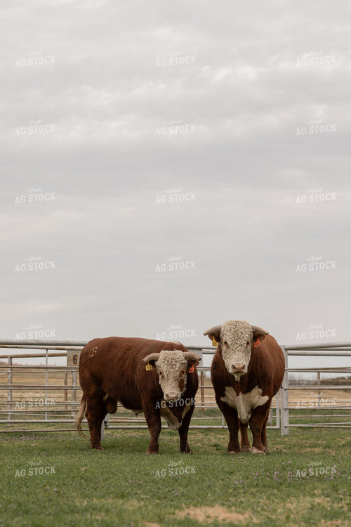 Hereford Bulls 205121