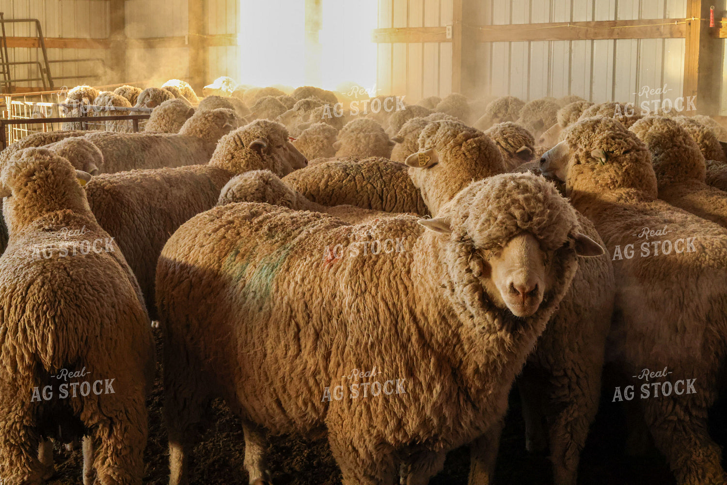 Flock of Sheep 261135